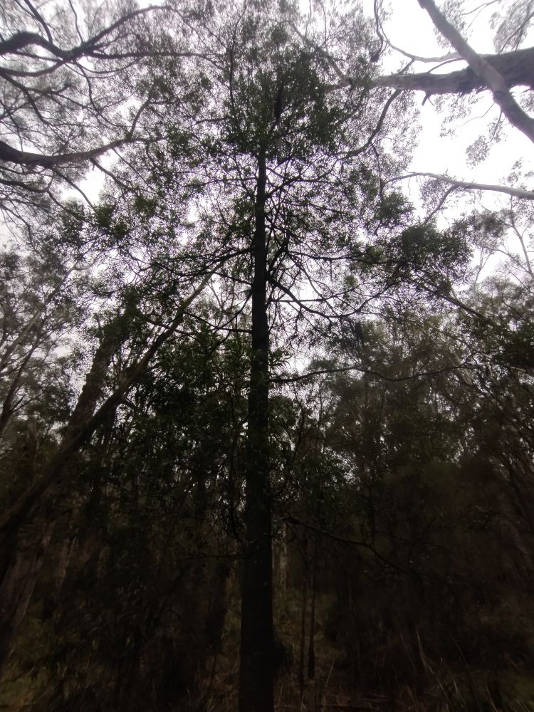 Blackwood 
