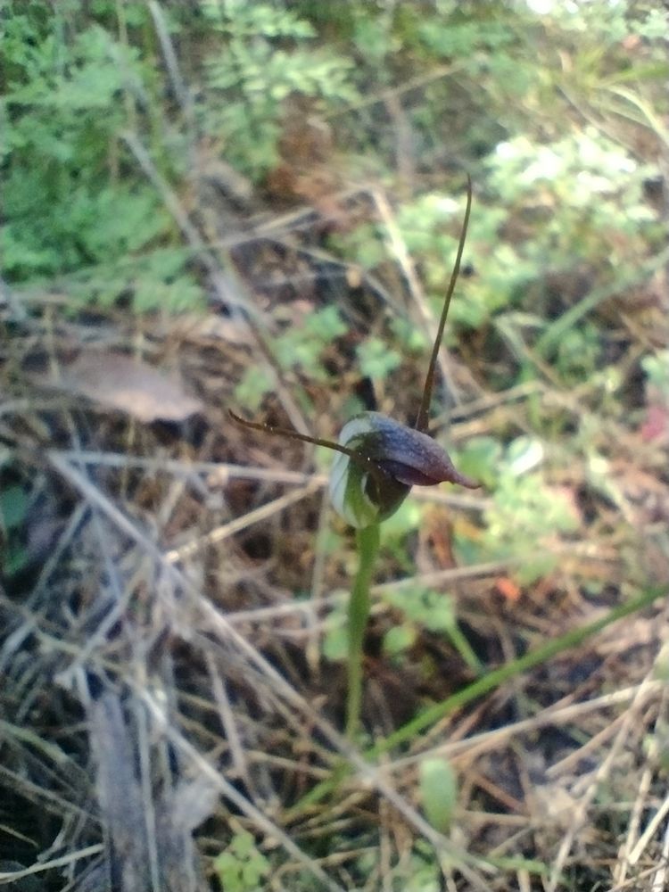 Pterostylis 