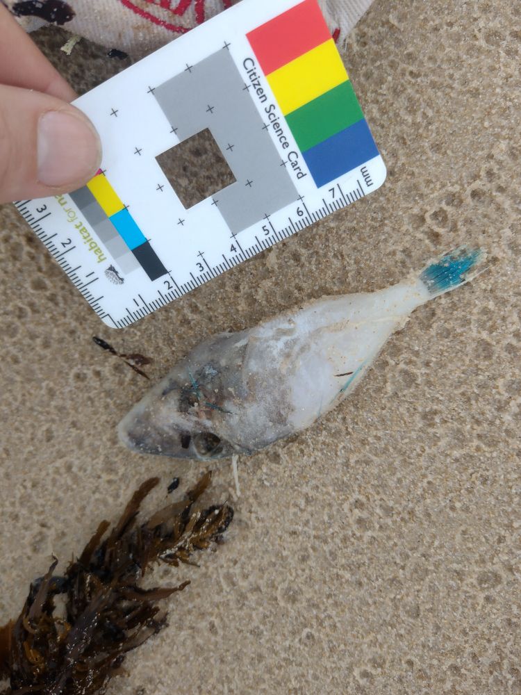 Thamnaconus degeni