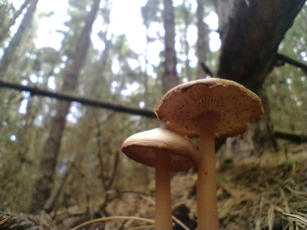 Pholitia fungus in a pine forest 