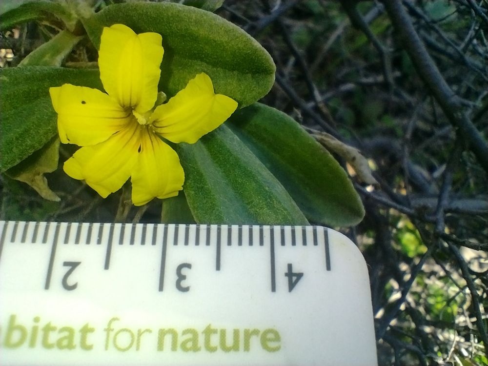 Cool little plant with bright yellow bilaterally symmetrical flower and scale bar