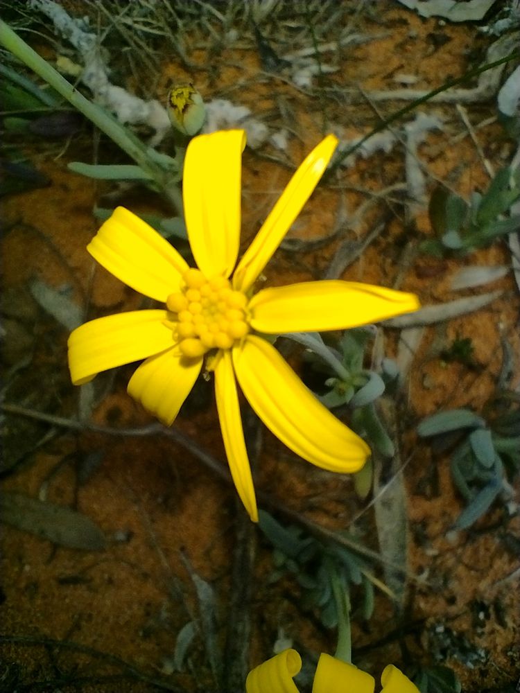 Senecio, groundsel. 