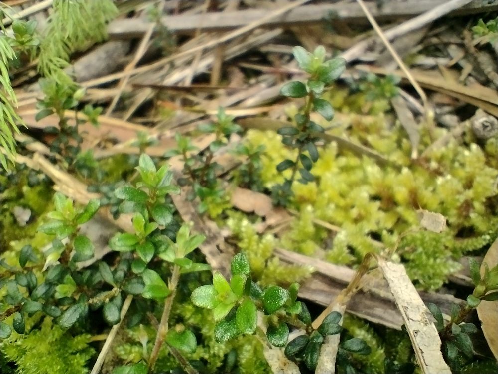 Tiny green leaves being dwarfed by moss 