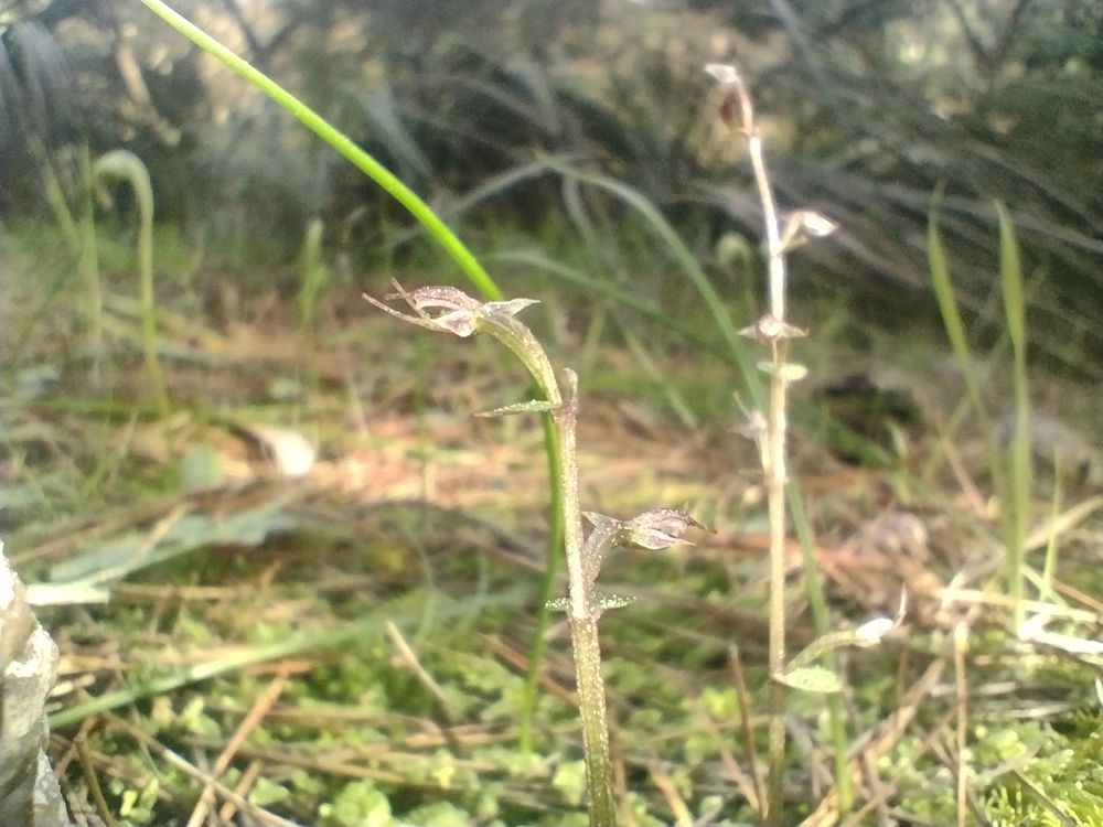 Tiny orchids Acanthus 