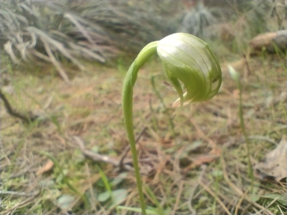 Nodding greenhood, Pterostylis nuttans 