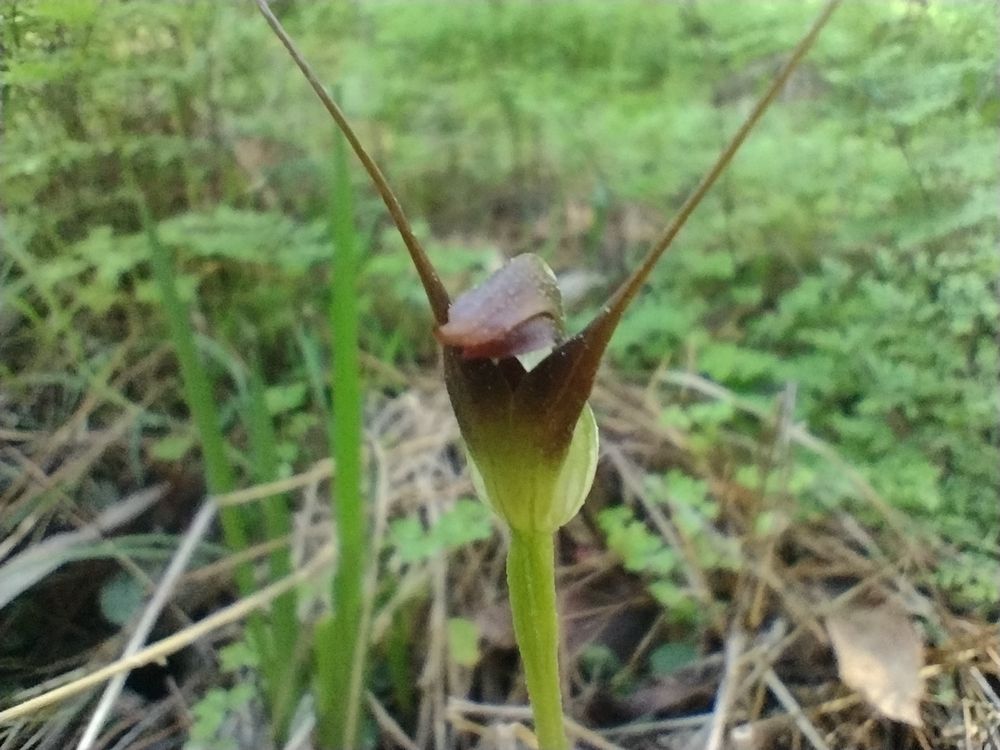 Pterostylis 