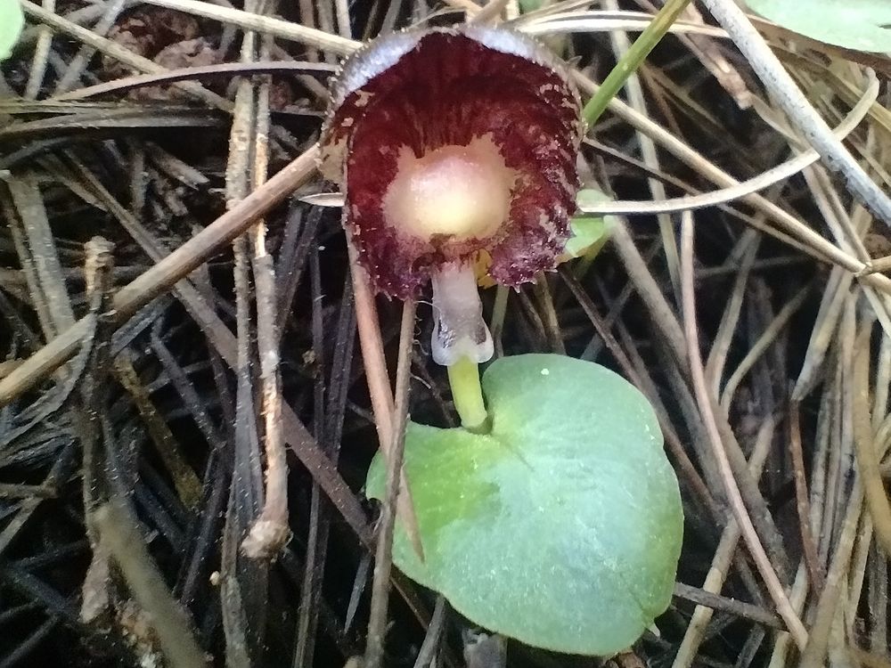Corybas