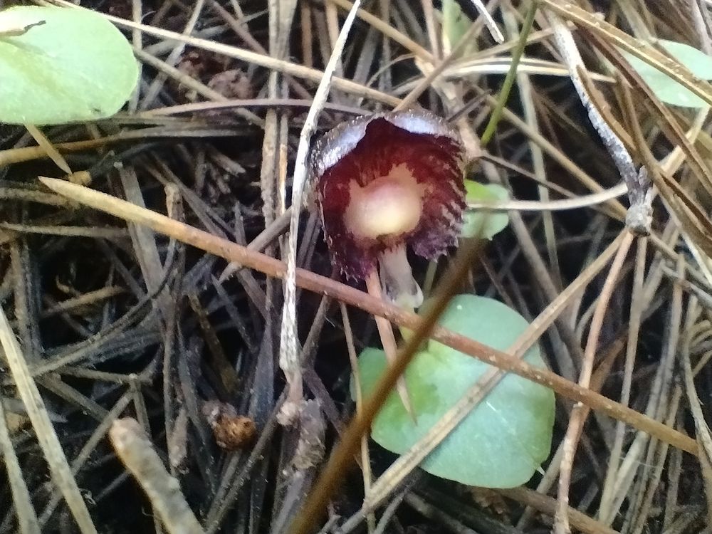 Corybas 