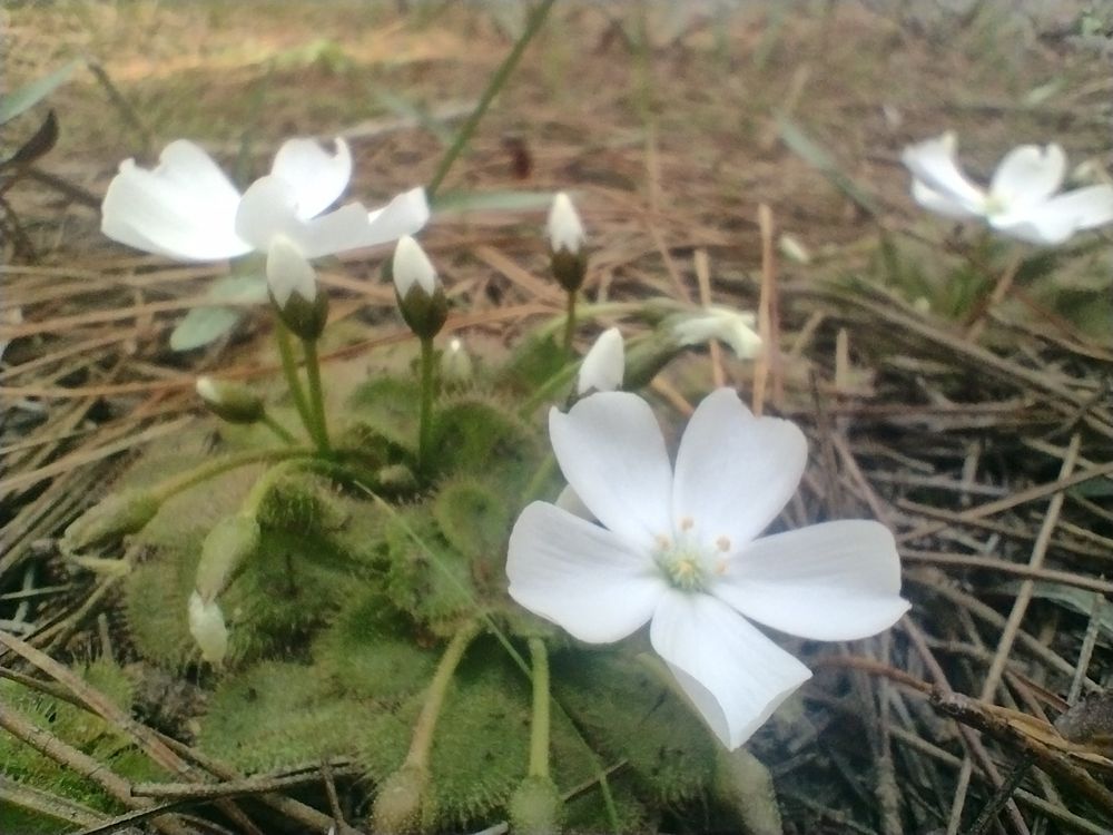 Drosera whittakeri 