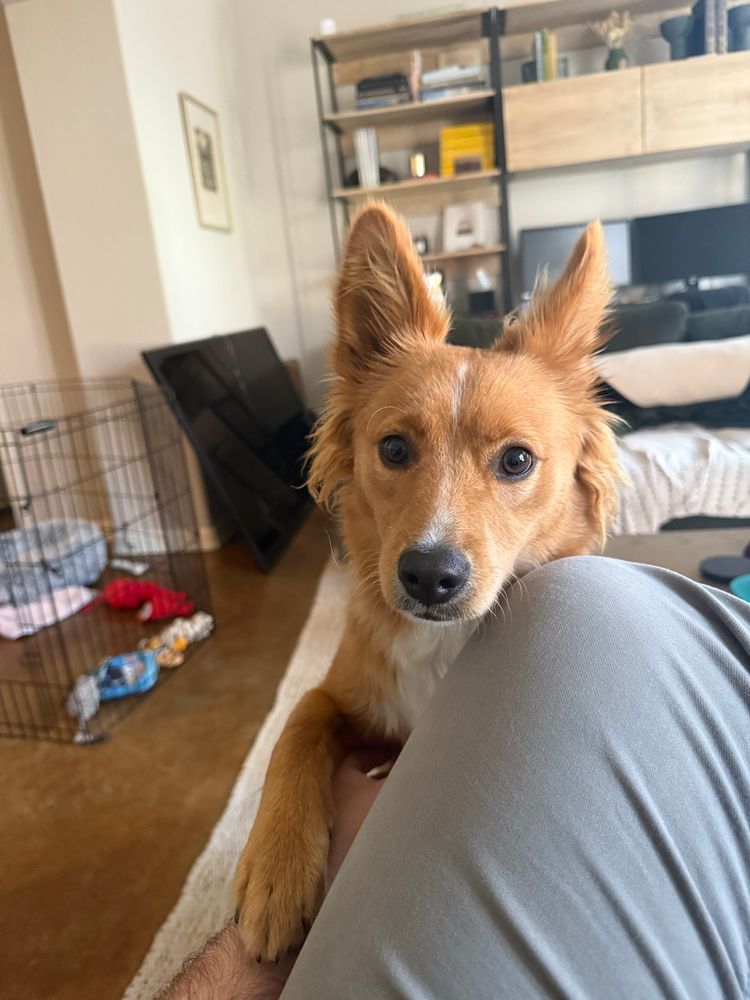 Moxie the puppy who looks suspiciously like Diesel