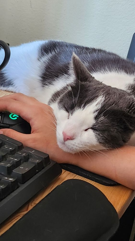 cat sleeping with face on person's hand while using computer mouse