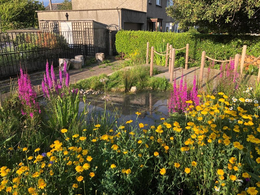 Pond in summer, surrounded by bright yellow and pink flowers. 