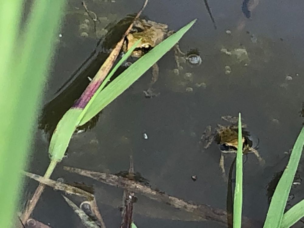 Two little frogs peeking out of the pond water. 