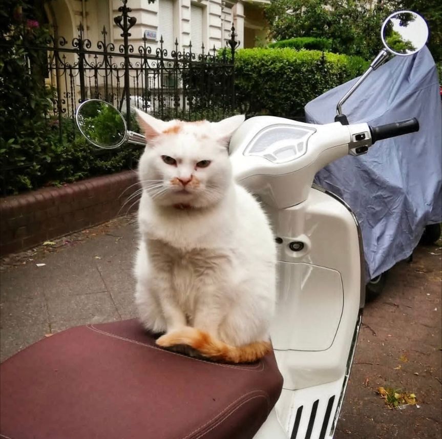 Weiße grimmig schauende Katze auf weißer Vespa
