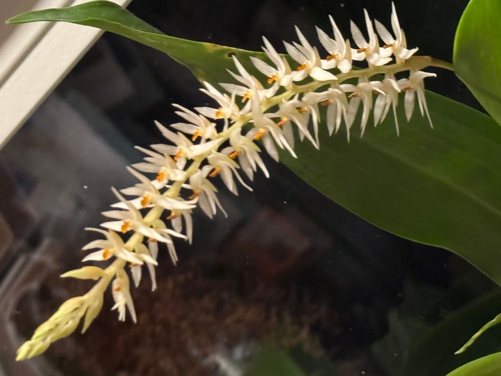 A flower spike of a Dendrochilum orchid blooms, with many tiny white flowers with slender petals.