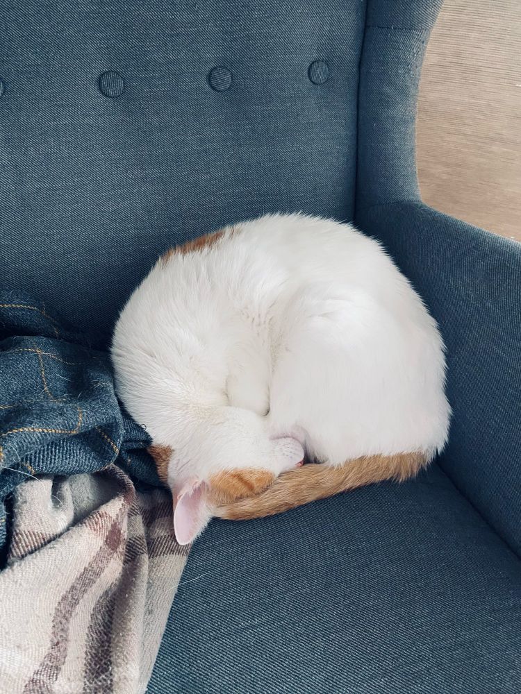 Feroz felino descansa después de haber dado la 💩 durante toda la noche.