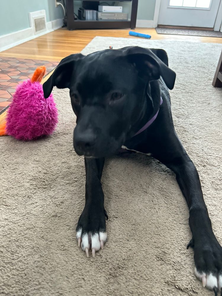 A black puppy with white tippy toes lays on a beige carpet.