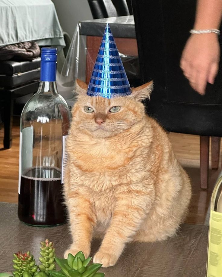 Un gros chat roux sur une table avec un air un peu bête et mécontent, un chapeau d'anniversaire conique sur la tête. À gauche du chat, une bouteille de vin rouge.