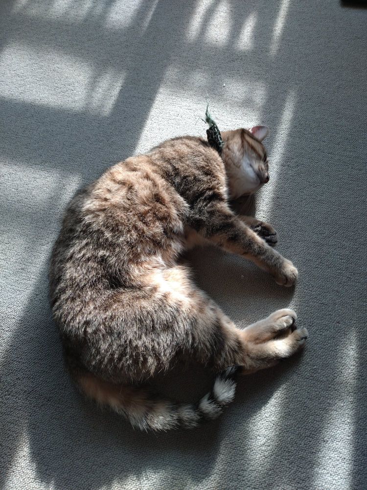 Gata tigrada deitada no chão de carpete cinza tomando o sol que entra pela janela. 