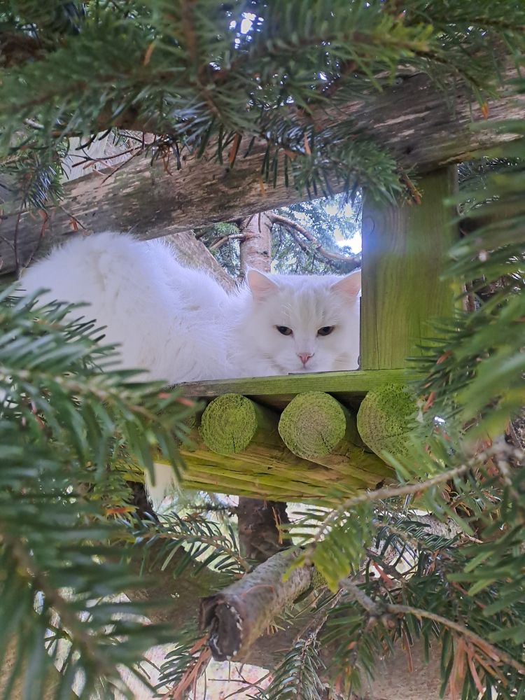 A white longcoated cat in a christmas tree
