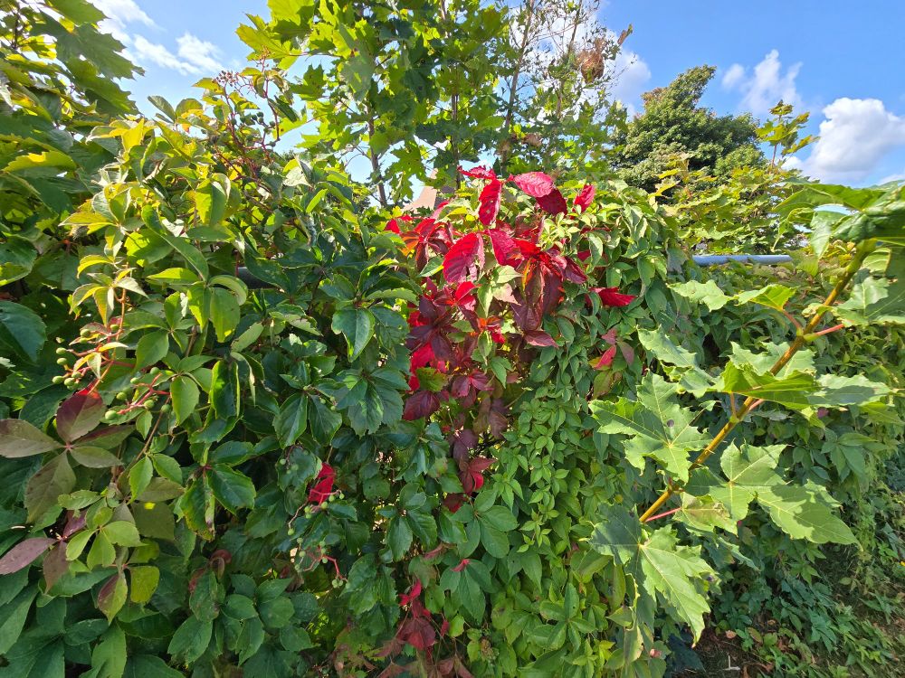 Red leaves amongst the rest of the green foliage of Virginia creeper on a fence.
