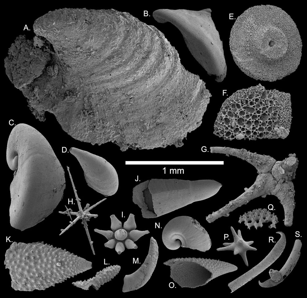 
Selection of fossil images demonstrating the fauna of the Thorntonia Limestone, all to the same scale (scale bar in the centre is 1mm). Specimen identifcation by letter: (A) Bemella wiri, silicified shell; (B) Pelagiella madienensis, phosphatic steinkern; (C) Pelagiella deltoides, phosphatic steinkern; (D) Figurina sp., phosphatic steinkern; (E) Thontonites dowlingi holomeric columnal; (F) Edrioasteroid stereom fragment; (G) Allonnia sp.; (H) Hexactinellid spicule; (I) Chancelloriasp.; (J) Microcornus parvulus conch; (K, L) Chalasiocranos theloides; (M) halkieriid indet. cultrate sclerite; (N) Protowenella flemingi, phosphatic steinkern; (O) Chalasiocranos theloides; (P) Spicule; (Q) Microdictyon robisoni; (R, S) Monasterium opiki spines.