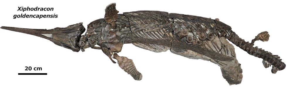 Photograph of the holotype and only known specimen of the hauffiopterygian leptonectid, Xiphodracon goldencapensis (ROM VP52596) from Golden Cap, between Charmouth and Seatown, Dorset, UK. The skeleton is exposed in ventrolateral view. The skull has been fully prepared free of matrix whereas most of the skeleton is still in matrix. The left (upper) forefin has been prepared so that it is
three-dimensionally preserved and projects upwards. Scale bar (lower left) is 20 cm.