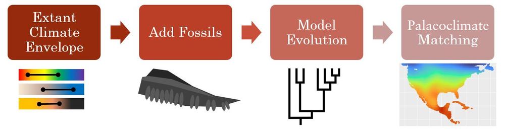 Flow diagram illustrating the workflow for the ppgm R package. It starts with an extant envelope, fossil data is added, the evolution of climate niche is modelled, and finally climate niche & palaeoclimate are matched to show potential range.