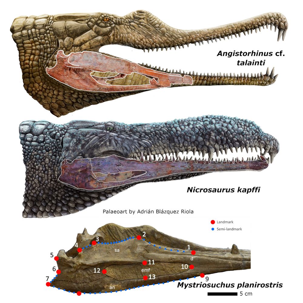 
Artist's reconstructions of two phytosaur heads. At the top: Angistorhinus cf. talainti, with a fragmentary specimen of a previously unknown Portuguese phytosaur overlaid on lower jaw; in the centre, Nicrosaurus kapffi, also shown with superimposed fossil material. Both images were created by Adrián Blázquez Riola.
At the bottom, a photograph of the fossil lower jaw of Mystriosuchus planirostris (specimen SMNS 91574, mirrored) in lateral view shown with landmarks (red dots) and semi-landmarks (blue dots) added. Scale bar for bottom image is 5 cm.