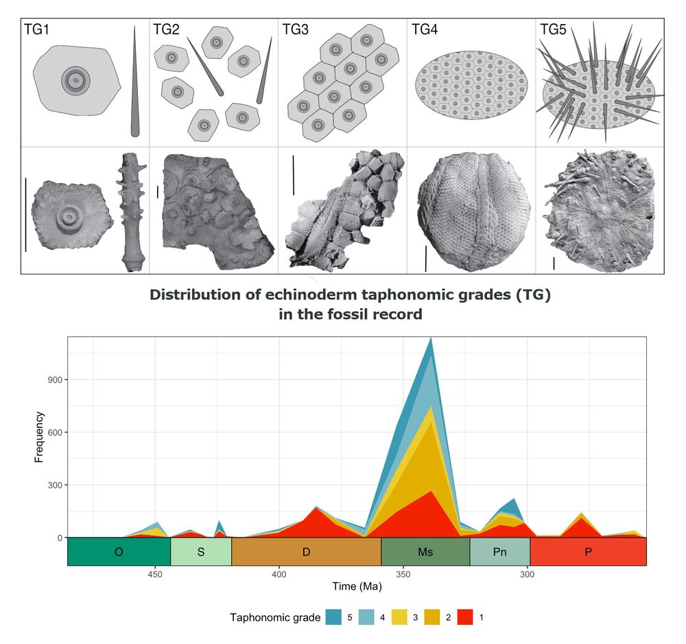 Top: Grid including illustrations (top row) and photographs (bottom row) of Palaeozoic echinoid fossils demonstrating examples of 5 taphonomic grades used in the paper. Left to right: TG1, MCZ:IP:103620, disarticulated spine and interambulacral plate of the archaeocidarid Archaeocidaris sp.; TG2, LACM 2020.1, pile of disarticulated interambulacral plates and spines from Archaeocidaris sp.; TG3, MCZ:IP:101936, fragment of a test of the palaechinid Maccoya intermedia showing ambulacral and interambulacral plates; TG4, YPM 26552, denuded test of the lepidesthid echinoid Lepidesthes colletti; TG5, NHMUK Pal E 76888, holotype of Archaeocidaris whatleyensis, an articulated test preserved with
covering spines; scale bars (with photographs) are 1 cm.
Bottom: Coloured plot showing the temporal distribution of taphonomic grades from the Ordovician (on the left) to the Permian. Vertical axis represents frequency of occurrence. Different colours indicate the 5 different taphonomic grades.