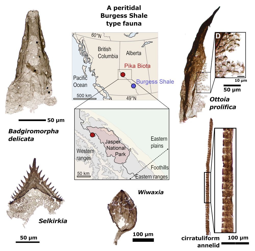 In the centre is a map of western Canada with the locations of the Pika Biota (red) and Burgess Shale (blue) marked. Underneath is a detail of the Jasper National Park area, where the Pika Biota is found.
Around the outside are brown-coloured images of fossil specimens found in this locality, with individual scale bars underneath each main specimen. Clockwise from top left: Badgiromorpha delicata (holotype; GSM 143757; scale bar 50 microns); Ottoia prolifica (GSM 143728; scale bar 50 microns), with an enlargement showing detail of pectinate scalids (scale bar 10 microns); barred chaetae attributed to cirratuliform annelids (GSM 143854; scale bar 100 microns); Wiwaxia sclerite (GSM 143808; 100 microns); Selkirkia (GSM 138107; scale bar 50 microns).
