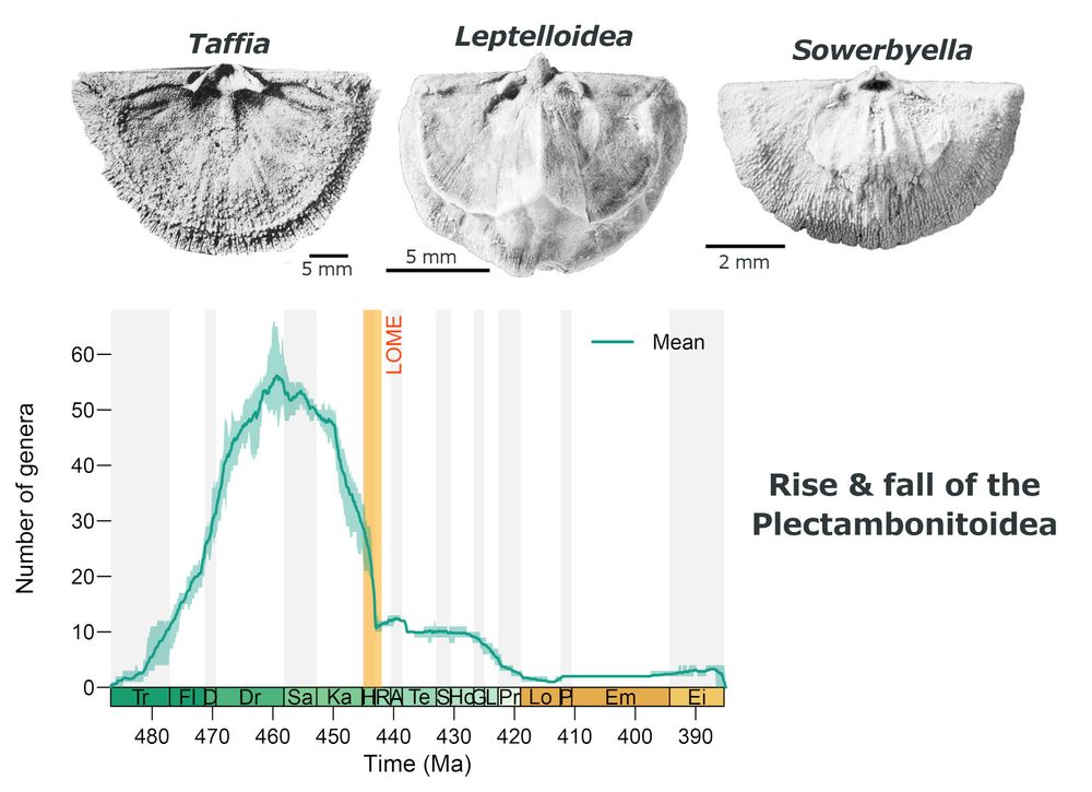 Three photographs of fossil brachiopods, examples of key plectambonitoid taxa: taffiin Taffia from the Lower Ordovician of Alabama, USA (USNM 91586); leptellinid Leptelloidea from the Upper Ordovician of Baltica (NHMUK BB 5169); sowerbyellin Sowerbyella  from the Upper Ordovician of Baltica (NHMUK BB 5149).
On the lower left, a plot showing the change in number of plectambonitoid brachipod genera through time (Tremadocian on the left to Eifelian on the right), with the Late Ordovician Mass Extinction (LOME) marked as a yellow vertical line.