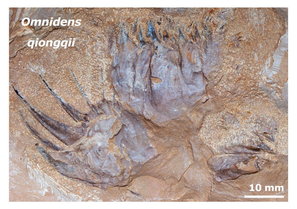 Photograph of part of a fossil specimen of the euarthropod Omnidens qiongqii (YKLP 12474) showing the oral apparatus with a talon-like structure. Scale bar (lower right corner) is 10 mm.