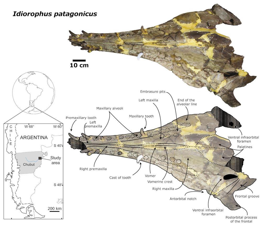 Photograph of a fossil skull (above), same with labels overlaid (below). Type material of Idiorophus patagonicus (MLP-PV-5-2) in ventral view. Scale bar (to left of upper image) is 10 cm. In the bottom left corner is a globe showing South America and an expanded detail of Chile and Argentina, with Patagonia shaded grey and the study area indicated with a black rectangle. 