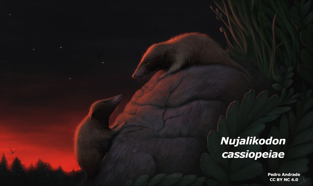 An artist's reconstruction of a pair of the small mammal Nujalikodon cassiopeiae facing one another on a rock enjoying a peaceful sunset in the Rhaetelv Formation, Greenland. There are stars in the sky to the left and trees outlined against the red of the sunset, with a passing pterosaur flying over. Artist: Pedro Andrade; CC BY NC 4.0.
