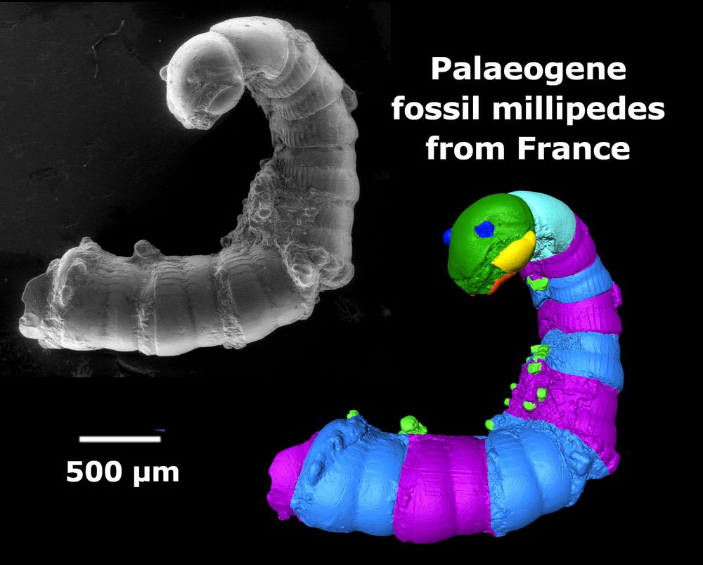 Two images of a fossil millipede (Blaniulidae; UM-ROQ1-500). On the left, a black and white SEM micrograph of the specimen; on the right a digital reconstruction in false colour highlighting different anatomical features. Scale bar in lower left corner is 500 microns.