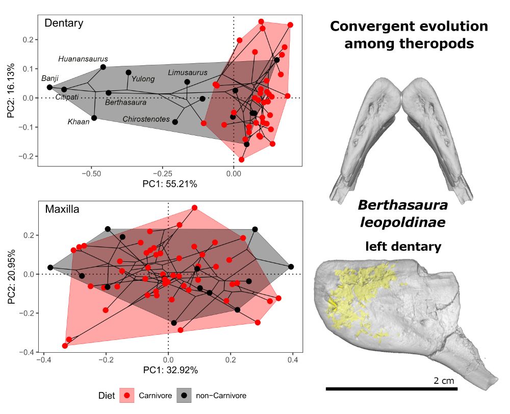 On the left, two phylomorphospace plots showing the first two principal components for the dentary (top) and maxilla (bottom) of a group of theropods.Carnivores are shaded red, non-carnivores grey.
On the right, digital reconstructions from CT scan images of a left dentary of Berthasaura leopoldinae (MPCO.V 0121): at the top an isosurface of the bone in dorsal view, mirrored to show how a pair would be angled; at the bottom, a translucent model in lateral view with internal cavities highlighted in yellow.
