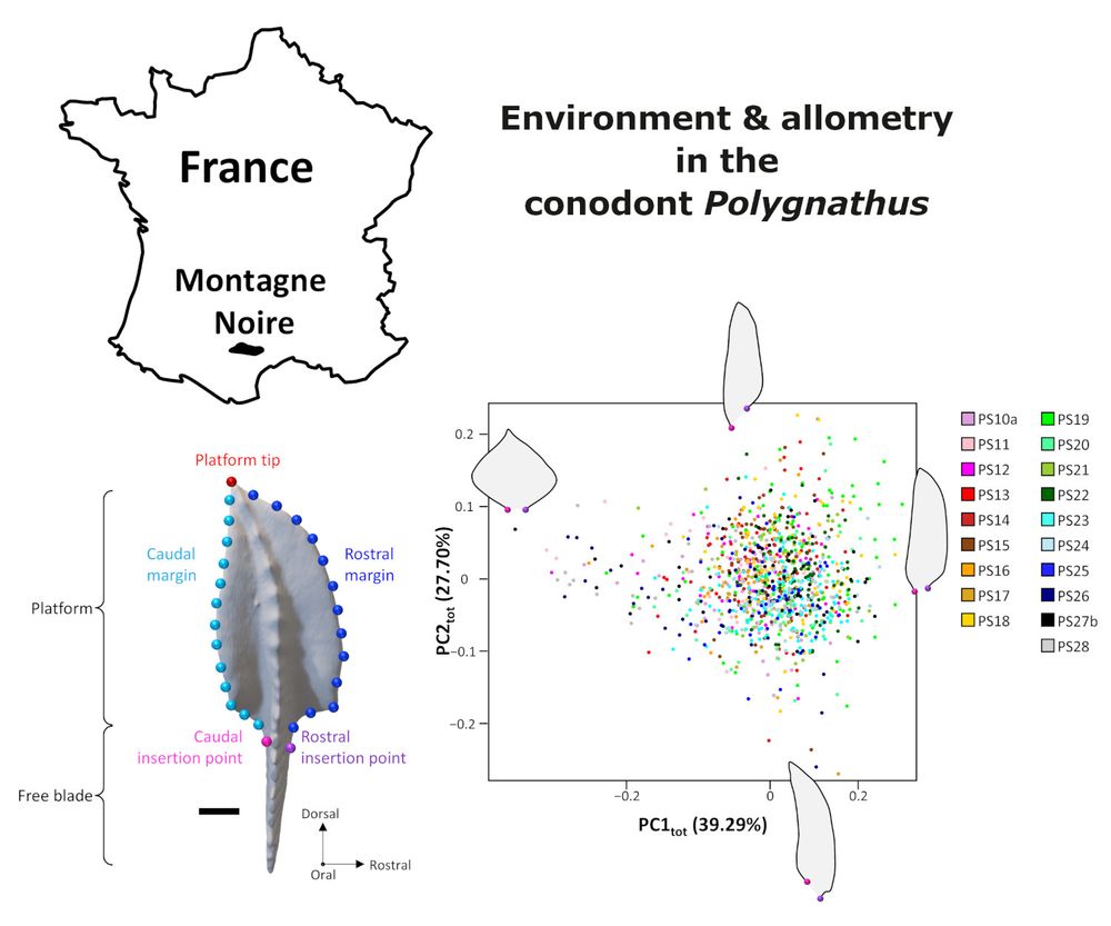 Top left: Map of France indicating the Montagne Noire region where the specimens in this study came from.
Bottom left: A 3D model of a Polygnathus P1 element with anatomical nomenclature
and position of the landmarks and semi-landmarks used for the 2D morphometric analysis.
Bottom right: Results of a principal components analysis of Polygnathus P1 element shape; plot shows the PC1 and PC2 on horizontal and vertical axes respectively. Each dot corresponds to a specimen and is coloured according to the stratigraphic level of the specimen (legend to the right). The shapes corresponding to the minimal and maximal values along each axis are also displayed on the graph.