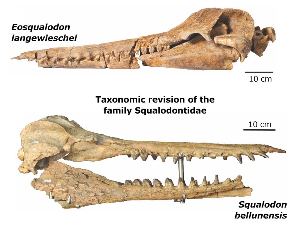 Two photographs of fossil cetacean skulls in lateral view. Above: the holotype of Eosqualodon langewieschei (Museum of Bünde specimen number 326). Below: Squalodon bellunensis (specimen number MGP 26131) in lateral view. Scale bars (on the right side) are both 10 cm.