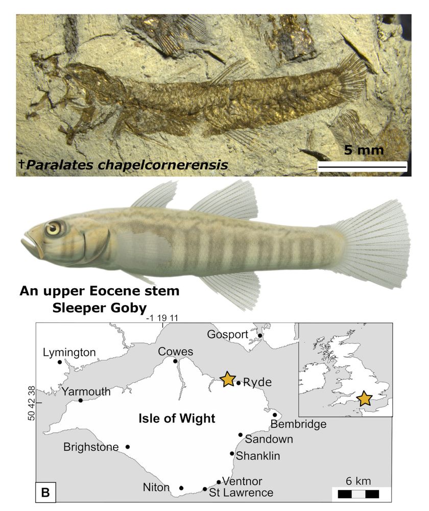 At the top: a photograph of a fossil fish: Paralates chapelcornerensis (NHMUK PV P 76993a) lying on its side horizontally on a fine grained yellow/brown rock matrix. Scale bar in lower right corner is 5 mm. Middle: an artist's reconstruction of the same fish, anatomically accurate based on fossil material with colouring based on extant genus Micropercops and preserved pigmentation visible in one of the fossil dorsal fins. At the bottom: a map of the Isle of Wight, off the southern coast of England with the fossil locality near Ryde (on the northeastern coast of the island) marked with a yellow star.