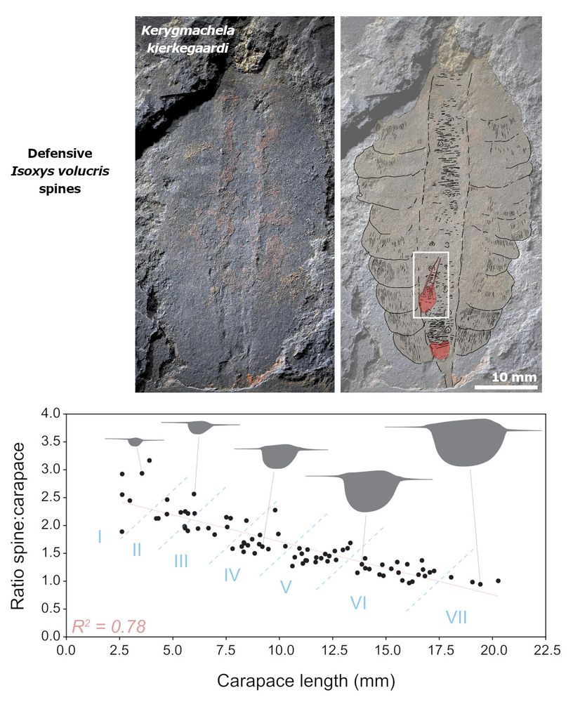 Top: Photograph of a fossil specimen of Kerygmachela kierkegaardi (MGUH 34837) with an ingested specimen of Isoxys volucris highlighted in pink with a white box outline in the annotated image on the right. Scale bar at lower right of annotated image is 10 mm.
Bottom: Plot showing the relationship between carapace length and spine/carapace ratio in Isoxys volucris (N = 85). Possible instar populations are indicated with numbers I–VII.