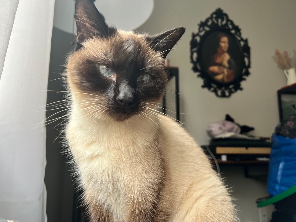 A photo of Pepi, a siamese mix cat, looking off into the distance.