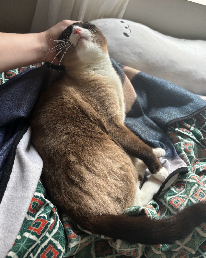 A photo of Missy, the cutest snowshoe cat in the world, sitting in a blanket nest and leaning her head back into pets from her human.