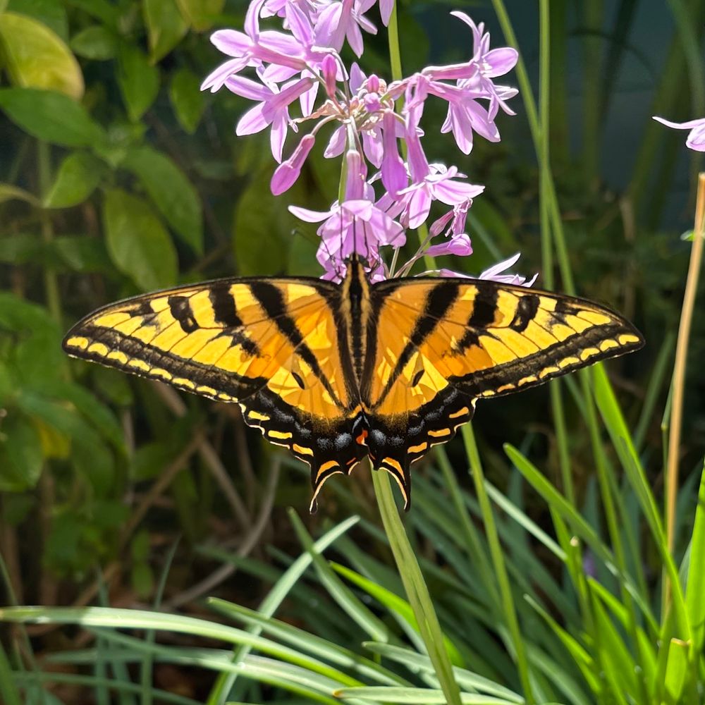 Big light orange and black butterfly
