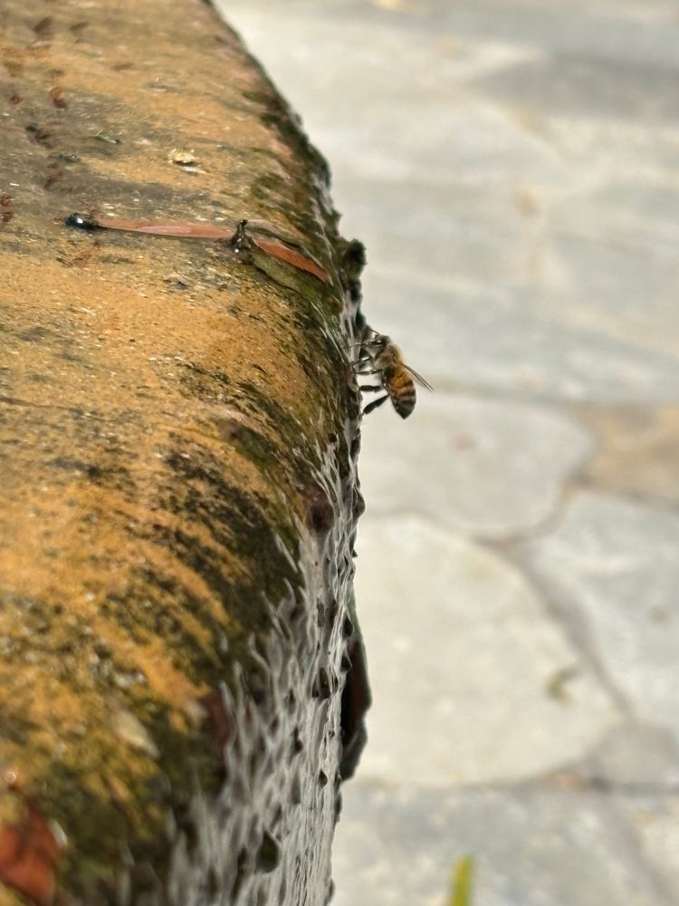 Bee drinking water