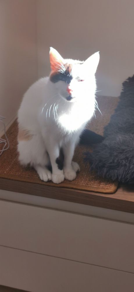 Gato iluminado por el sol, como si fuera un NPC con misión.