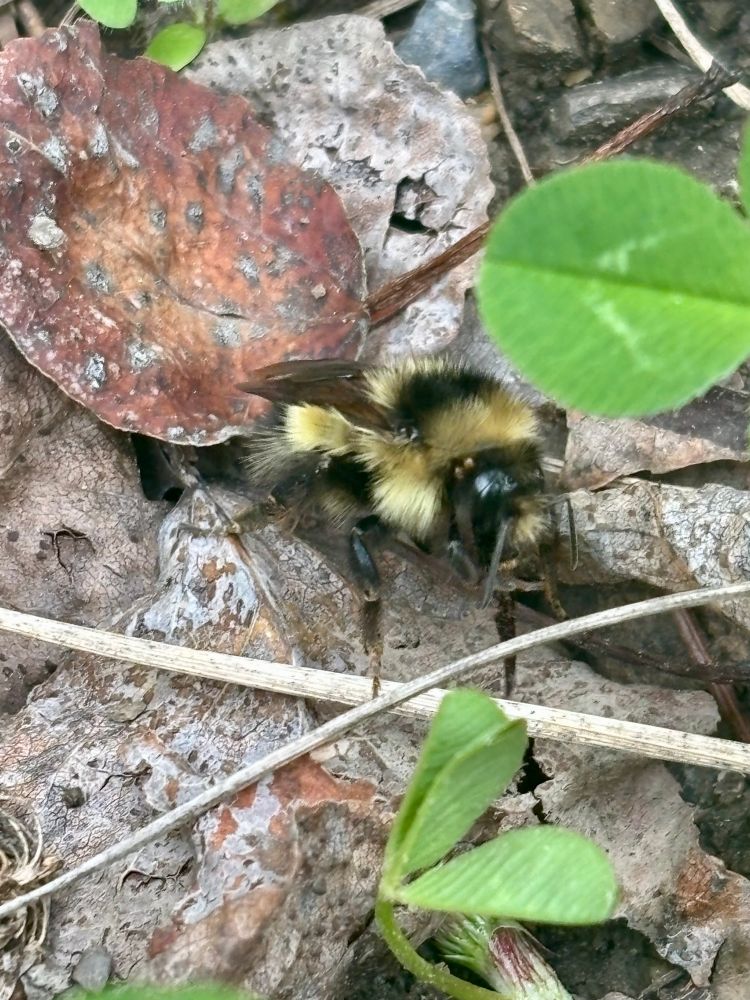 Another bee, this one grubbing on some dead leaves
