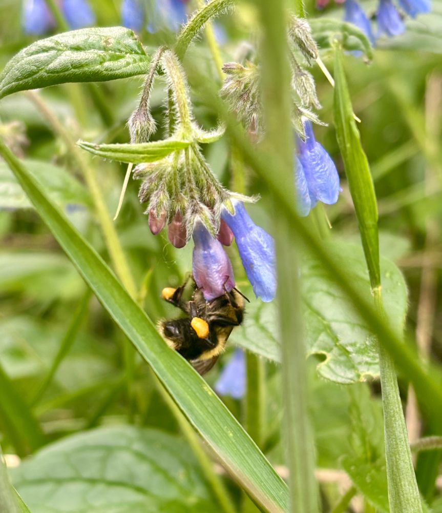 A bee hanging from a blue cupped flowers, legs carrying chunks of pollen 
