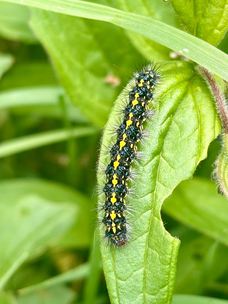 A chunky caterpillar on a chewed leaf - it’s yellow, black, blue, and has thin spiky white hairs
