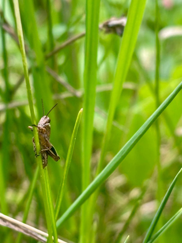 A tiny grasshopper clinging to a blade of grass 